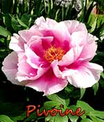 pivoine