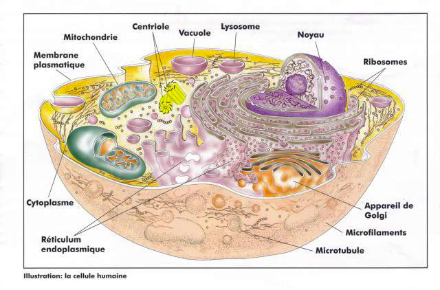 cellule saine
