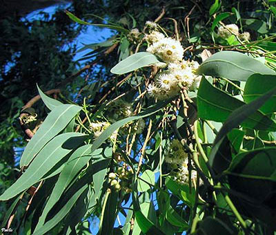 eucalyptus_citronée